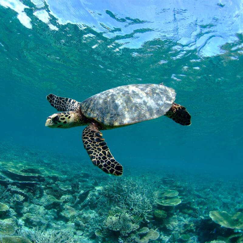 GLASS BOTTOM BOAT